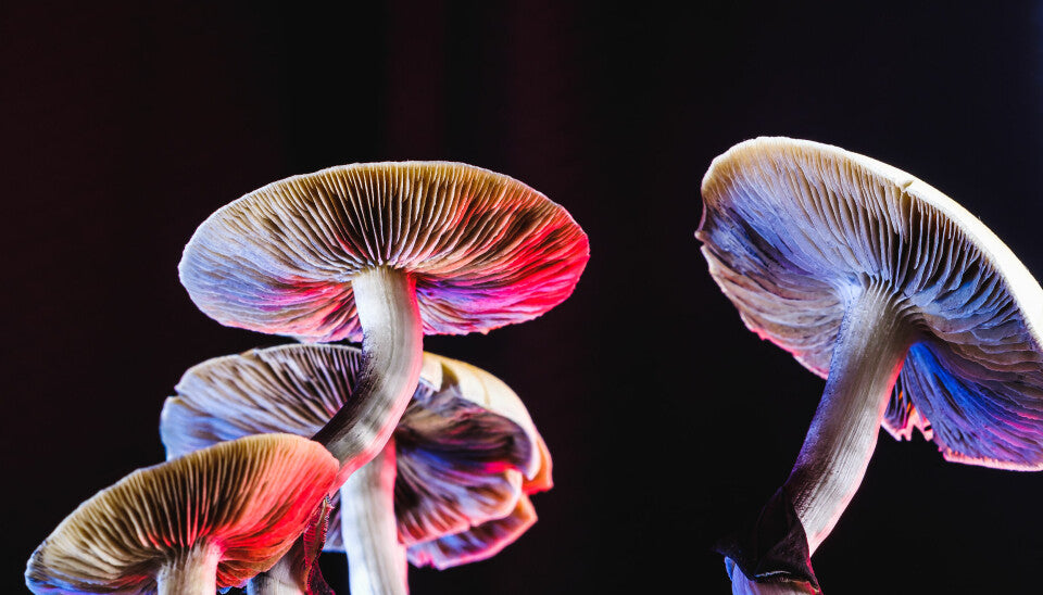The Role of Mushrooms in Environmental Sustainability and Conservation