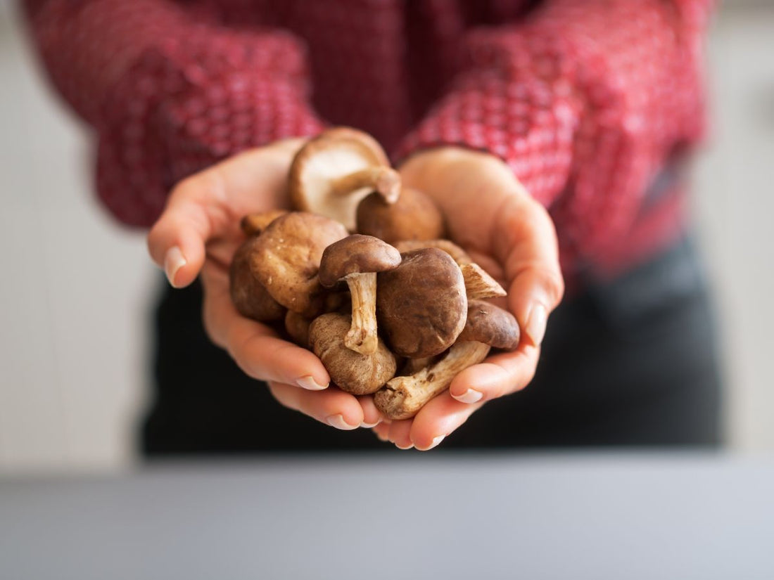 Mushroom Lover Gifts