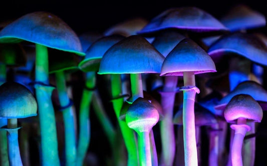 Tripping for Therapy: Can Psilocybin Help with Anxiety and Depression?