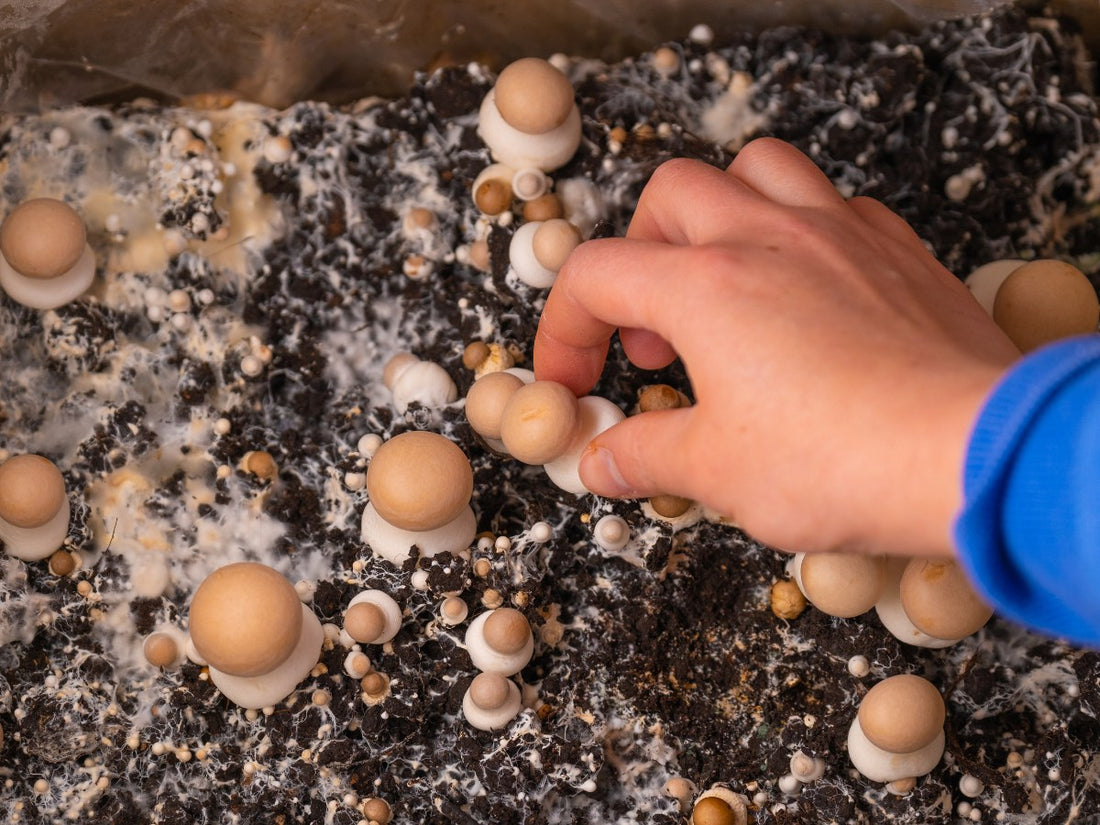 How to Grow Mushrooms At Home