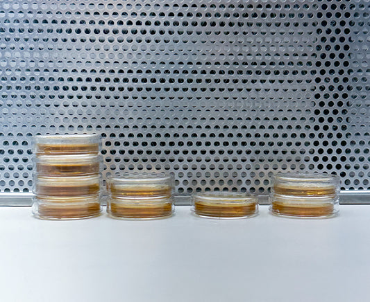 Unveiling the Magic of Agar Petri Dish Plates