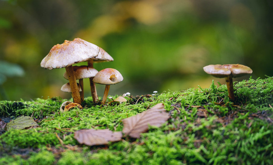 Mushrooms; The Unsung Heroes of the Environment?