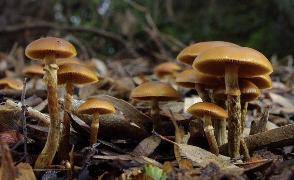 Deadly Delicacies: A Guide to the Most Toxic Mushrooms in America