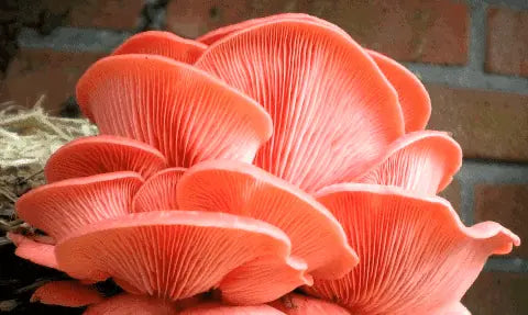 The Nutritional and Culinary Wonders of Oyster Mushrooms